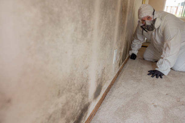 Mold Removal for HVAC Installations in Heidelberg, PA